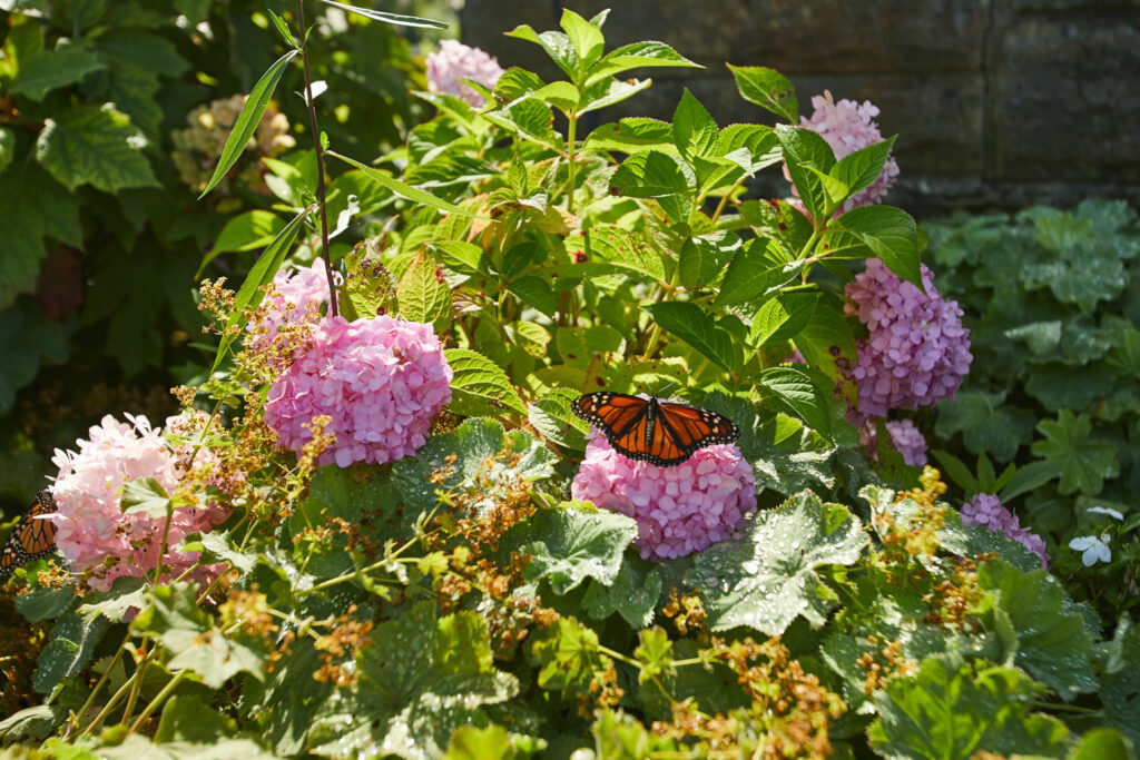 Butterfly Release Event